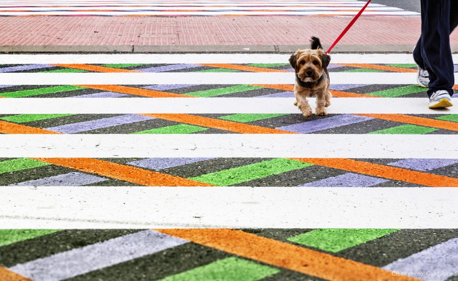 cane strisce pedonali street art